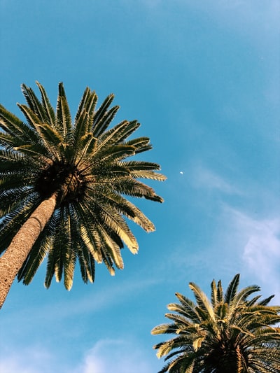 傻的棕榈树在白天在蓝色的天空下
